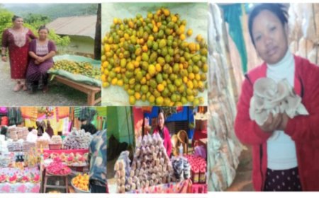 मौसम अनुसारको व्यवसायमा केन्द्रित थापाःहिजोआज आँपको व्यसाय तर्फ व्यस्त